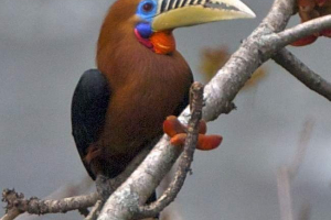 Rhino ptice - nepalske i sugasest kalao Rhino ptice - nepalske i sugasest kalao